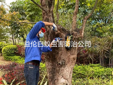 狮岭街道绿化白蚁防治