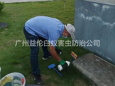 炭步灭除红火蚁工程